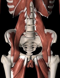 The muscles in the pelvic area