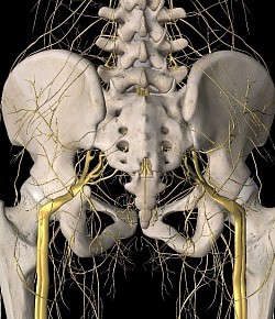 nervous system in the pelvic area